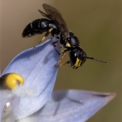 Hylaeus (Planihylaeus) quadriceps (Hylaeine colletid bee) at Penrose, NSW - 30 Oct 2024 by Aussiegall