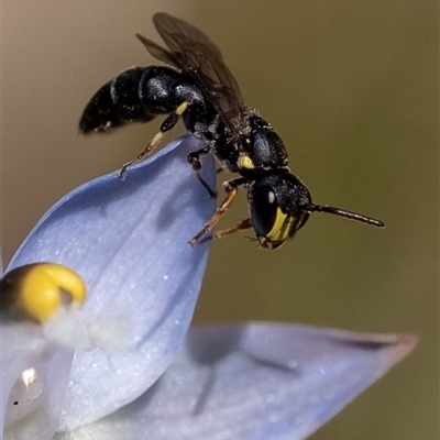 Hylaeus (Planihylaeus) quadriceps (Hylaeine colletid bee) at Penrose, NSW - 30 Oct 2024 by Aussiegall