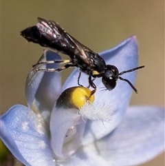 Hylaeus (Planihylaeus) quadriceps at Penrose, NSW - suppressed