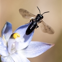 Hylaeus (Planihylaeus) quadriceps at Penrose, NSW - suppressed