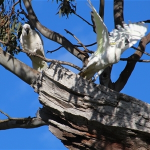 Cacatua galerita at Whitlam, ACT - 5 Sep 2014 04:07 PM