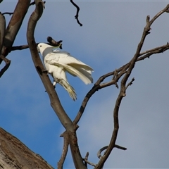 Cacatua galerita at Whitlam, ACT - 5 Sep 2014 04:07 PM