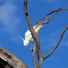 Cacatua galerita at Whitlam, ACT - 5 Sep 2014 04:07 PM