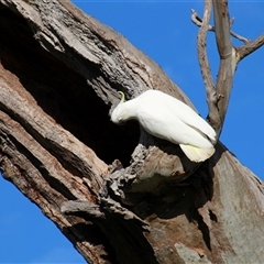 Cacatua galerita at Whitlam, ACT - 5 Sep 2014 04:07 PM