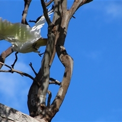 Cacatua galerita at Whitlam, ACT - 5 Sep 2014 04:07 PM