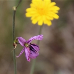 Arthropodium fimbriatum (Nodding Chocolate Lily) at Dunlop, ACT - 4 Dec 2014 by Jennybach