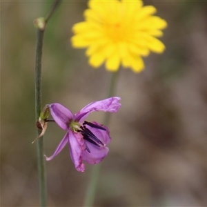 Arthropodium fimbriatum at Dunlop, ACT - 4 Dec 2014 12:13 PM