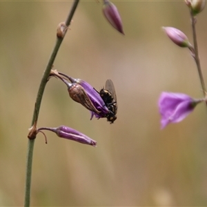 Arthropodium fimbriatum at Dunlop, ACT - 4 Dec 2014 12:13 PM