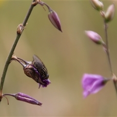 Arthropodium fimbriatum at Dunlop, ACT - 4 Dec 2014 12:13 PM