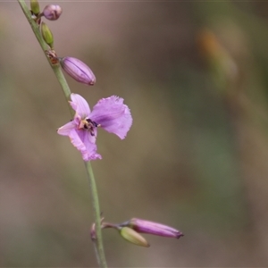 Arthropodium fimbriatum at Dunlop, ACT - 4 Dec 2014 12:13 PM