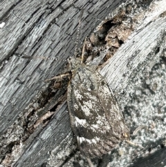 Unidentified Moth (Lepidoptera) at Gibson, WA - 30 Oct 2024 by pamburgess