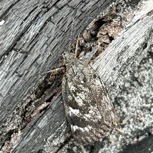 Unidentified Moth (Lepidoptera) at Gibson, WA by pamburgess