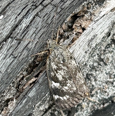 Synemon leocospila (Yellow-spotted Sun Moth) at Gibson, WA - 30 Oct 2024 by pamburgess