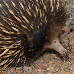 Tachyglossus aculeatus (Short-beaked Echidna) at Forde, ACT - 28 Sep 2024 by TimL