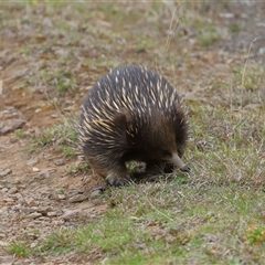 Tachyglossus aculeatus at Forde, ACT - 28 Sep 2024 11:54 AM