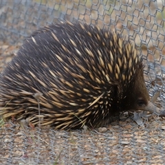 Tachyglossus aculeatus at Forde, ACT - 28 Sep 2024 11:54 AM