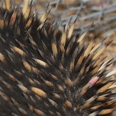 Tachyglossus aculeatus at Forde, ACT - 28 Sep 2024 11:54 AM