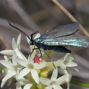 Pollanisus (genus) at Forde, ACT - 23 Oct 2024