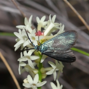 Pollanisus (genus) at Forde, ACT - 23 Oct 2024