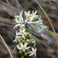 Pollanisus (genus) at Forde, ACT - 23 Oct 2024