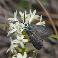 Pollanisus (genus) at Forde, ACT - 23 Oct 2024