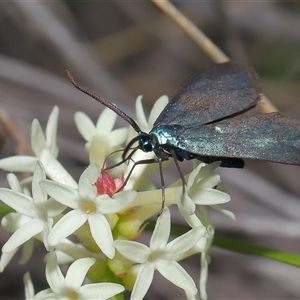 Pollanisus (genus) at Forde, ACT - 23 Oct 2024