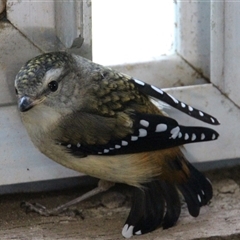 Pardalotus punctatus (Spotted Pardalote) at Higgins, ACT - 12 Dec 2014 by Jennybach