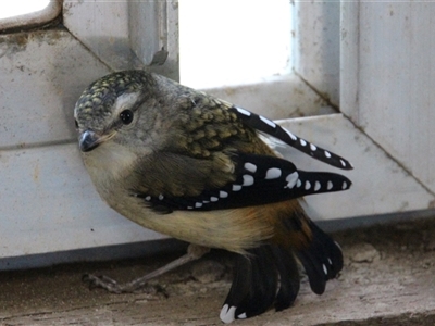 Pardalotus punctatus (Spotted Pardalote) at Higgins, ACT - 12 Dec 2014 by Jennybach