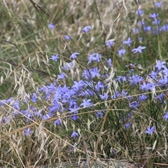 Wahlenbergia sp. (Bluebell) at Whitlam, ACT - 2 Feb 2015 by Jennybach