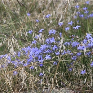 Wahlenbergia sp. at Whitlam, ACT - 2 Feb 2015 02:30 PM