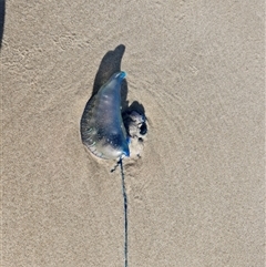 Physalia sp. (genus) (Bluebottle) at Evans Head, NSW - 30 Oct 2024 by AliClaw