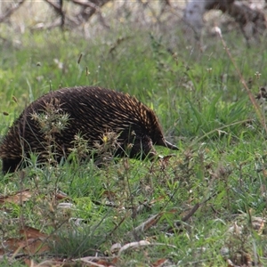 Tachyglossus aculeatus at Whitlam, ACT - 2 Feb 2015 02:42 PM