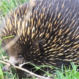 Tachyglossus aculeatus at Whitlam, ACT - 2 Feb 2015 02:42 PM