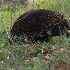 Tachyglossus aculeatus at Whitlam, ACT - 2 Feb 2015