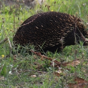 Tachyglossus aculeatus at Whitlam, ACT - 2 Feb 2015 02:42 PM