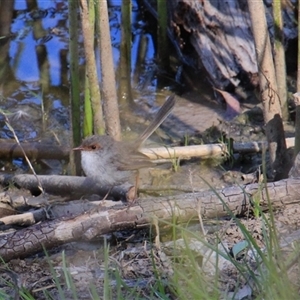 Malurus cyaneus at Weetangera, ACT - 6 Mar 2015