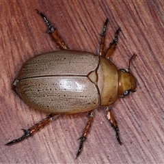 Anoplognathus porosus (Porosus Christmas beetle) at Rosedale, NSW - 26 Oct 2024 by jb2602