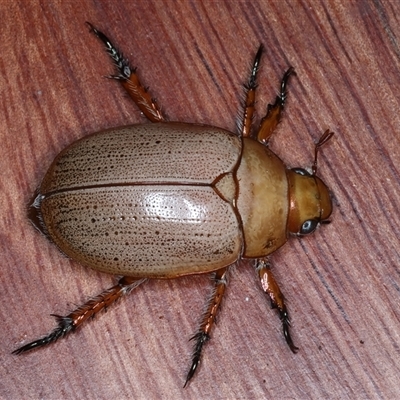 Anoplognathus porosus (Porosus Christmas beetle) at Rosedale, NSW - 26 Oct 2024 by jb2602