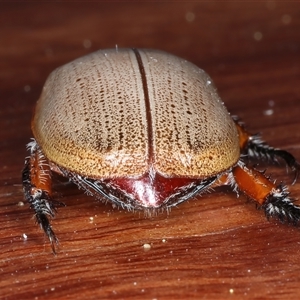 Anoplognathus porosus at Rosedale, NSW - 26 Oct 2024