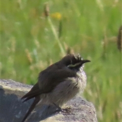 Caligavis chrysops (Yellow-faced Honeyeater) at Kangaroo Valley, NSW - 31 Oct 2024 by lbradley