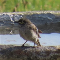 Caligavis chrysops at Kangaroo Valley, NSW - suppressed