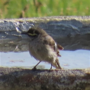 Caligavis chrysops at Kangaroo Valley, NSW - suppressed