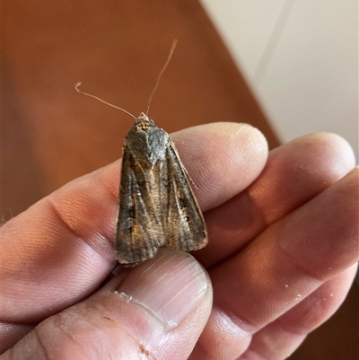 Agrotis infusa (Bogong Moth, Common Cutworm) at Hackett, ACT - 18 Oct 2024 by waltraud