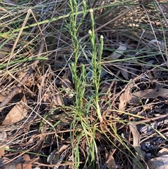 Rutidosis leptorhynchoides at Hackett, ACT - 30 Oct 2024