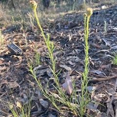 Rutidosis leptorhynchoides at Hackett, ACT - 30 Oct 2024