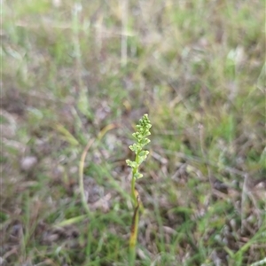 Microtis sp. at Gungahlin, ACT - suppressed