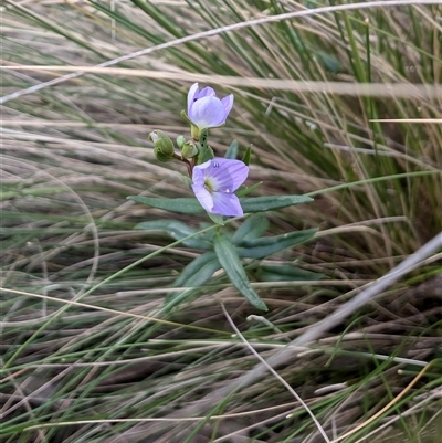 Veronica gracilis (Slender Speedwell) at Jacka, ACT - 30 Oct 2024 by Wildlifewarrior80