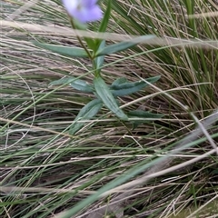 Veronica gracilis at Jacka, ACT - 31 Oct 2024