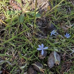 Isotoma fluviatilis subsp. australis (Swamp Isotome) at Moncrieff, ACT - 30 Oct 2024 by Wildlifewarrior80