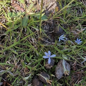 Isotoma fluviatilis subsp. australis at Moncrieff, ACT - 31 Oct 2024